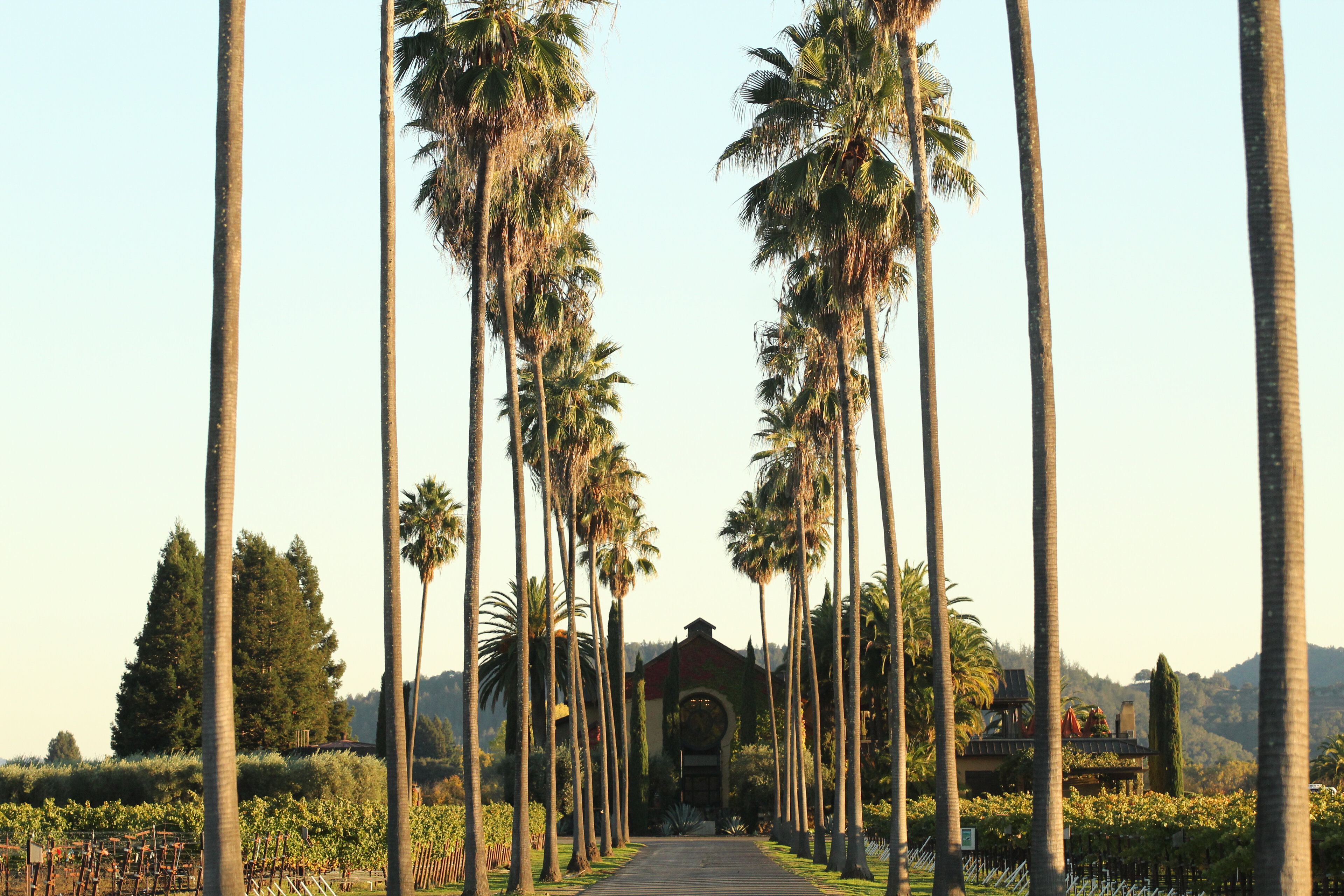 Palm-lined entrance to Round Pond Estate in Rutherford
